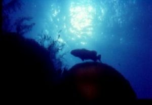 Shilouette of grouper on top of the reef,Belize C.A.,Niko... by Karelas George 